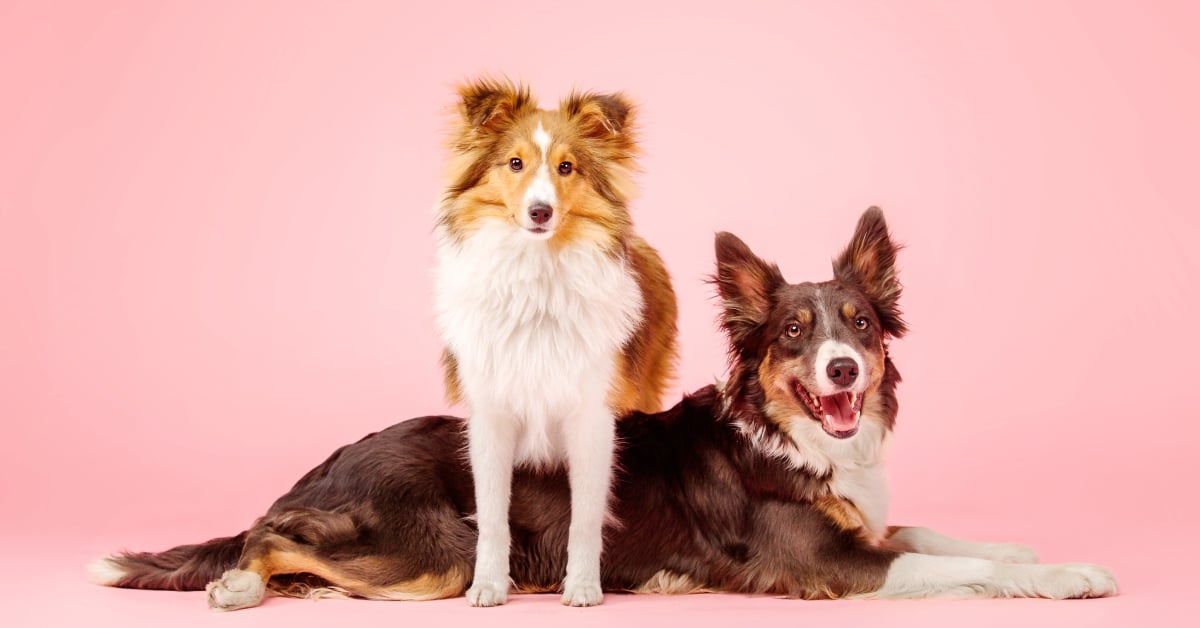 นายแบบ นางแบบสัตว์เลี้ยง