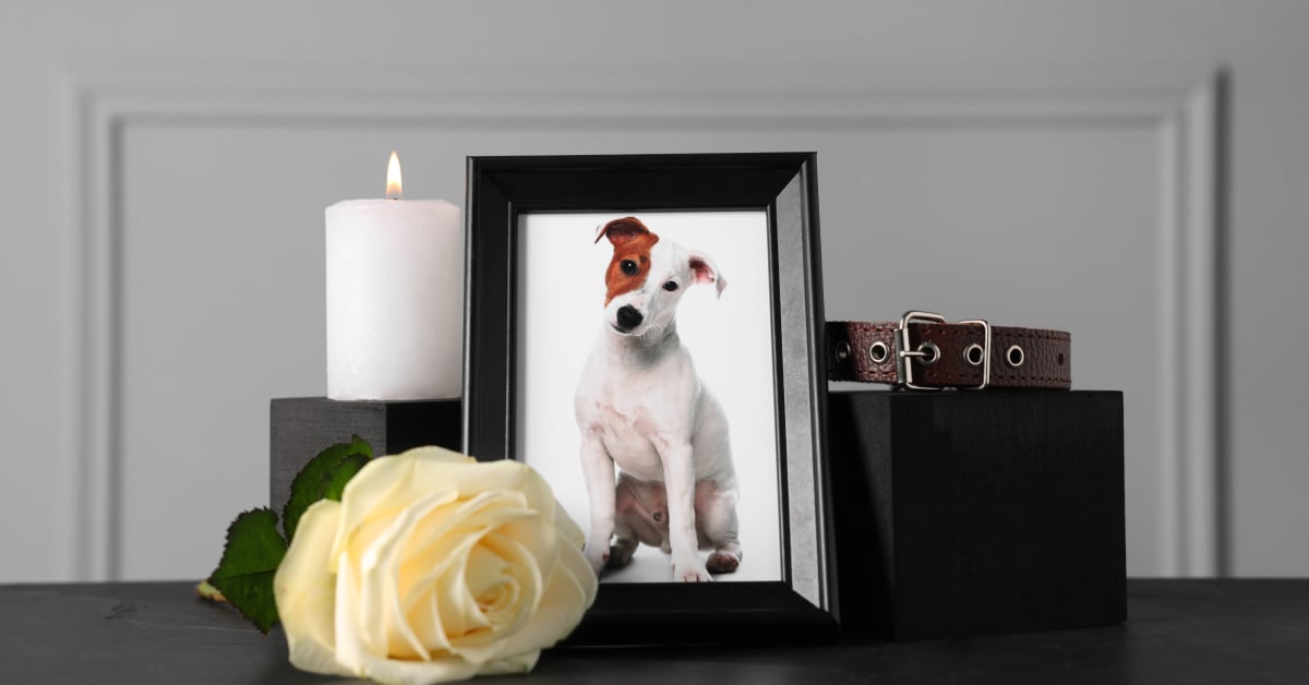 ฌาปนกิจสัตว์เลี้ยง