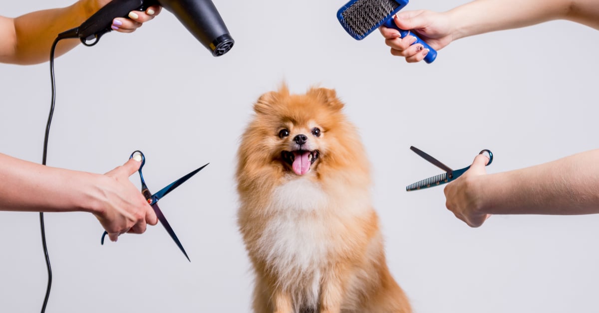 อาบน้ำ ตัดขนสัตว์