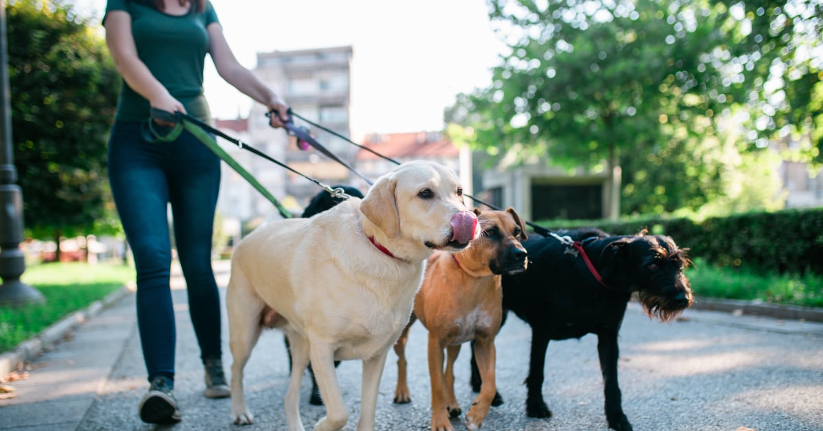 รับจ้างเลี้ยงสัตว์